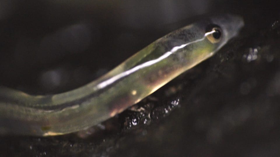 The Elversphere is coming alive